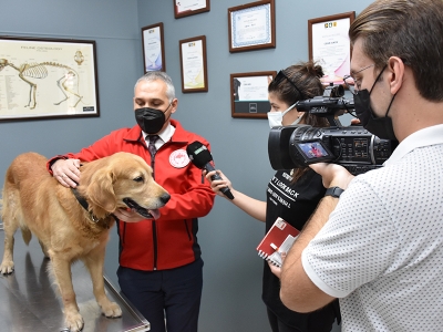 Manisa’nın köpekleri artık mikroçipli