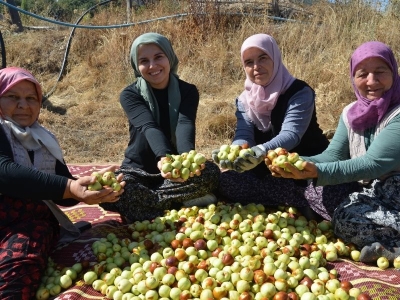 Hünnap üretimi arttı, bereketli hasat başladı