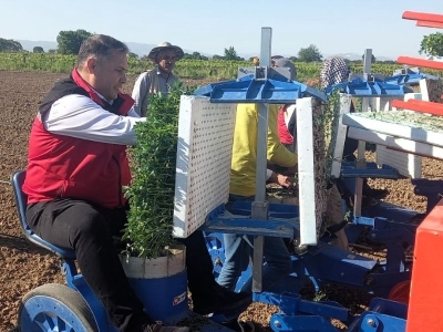 Manisa’da domates fideleri toprakla buluşuyor