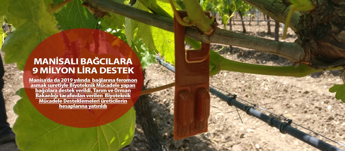 Manisalı bağcılara 9 milyon lira destek