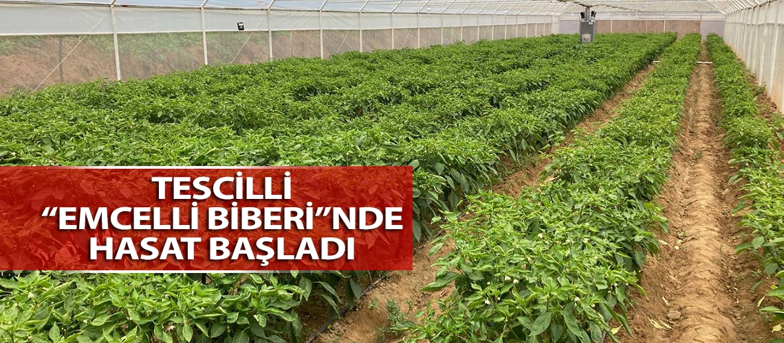 Tescilli “Emcelli biberi”nde hasat başladı