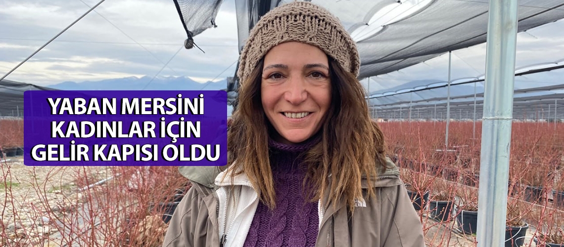 Yaban mersini kadınlar için gelir kapısı oldu