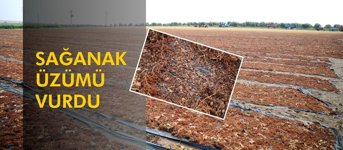 Sağanak üzümü vurdu