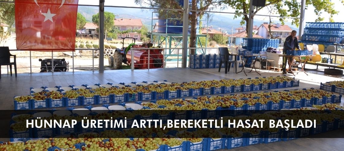 Hünnap üretimi arttı, bereketli hasat başladı