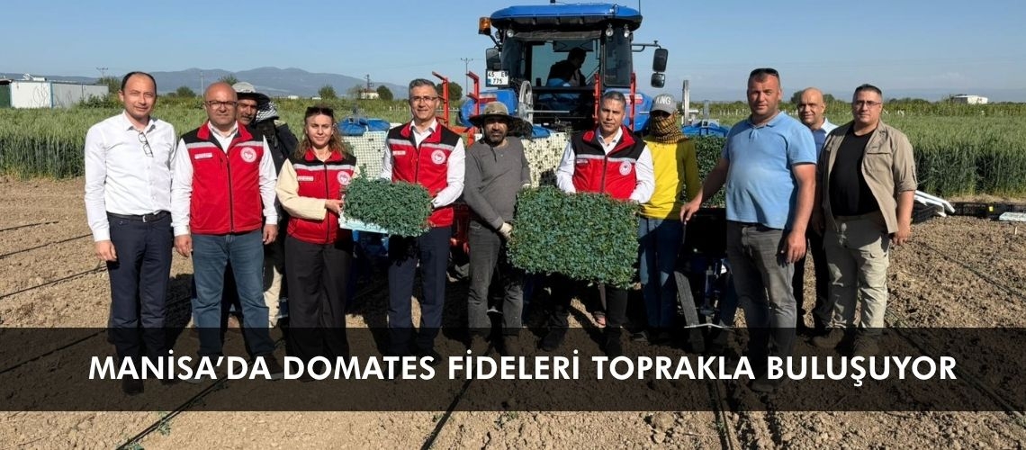 Manisa’da domates fideleri toprakla buluşuyor
