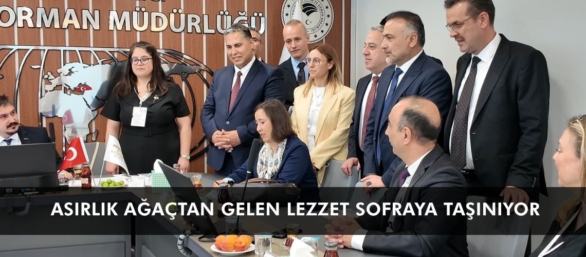 Asırlık ağaçtan gelen lezzet sofraya taşınıyor