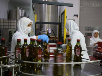 Manisa’ya 10 milyon TL zeytin desteği