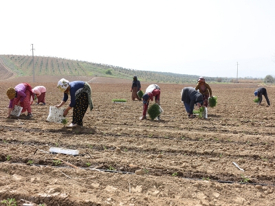 Manisa’da domates üretimi başladı