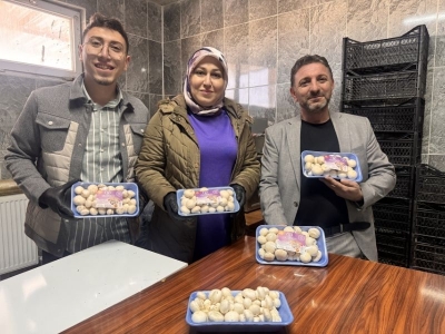 Kadın girişimci destekle mantar tesisi kurdu