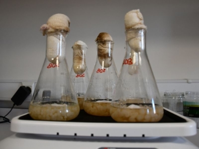 Gıdada mantar ve küfe karşı yeni çözüm