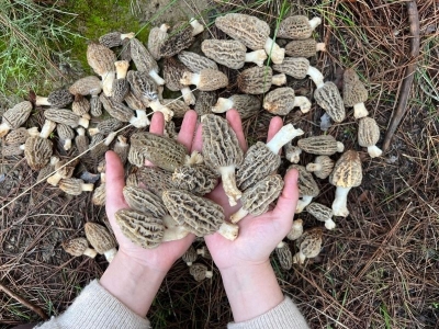 Kaş'ta kuzugöbeği mantarı sezonu başladı