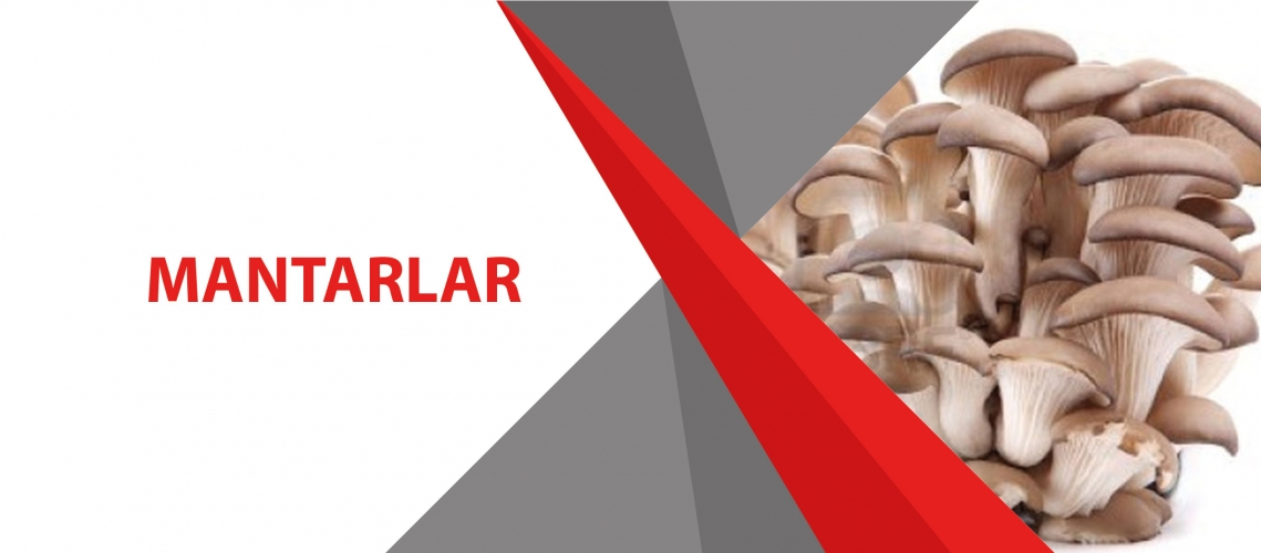 MANTARLAR