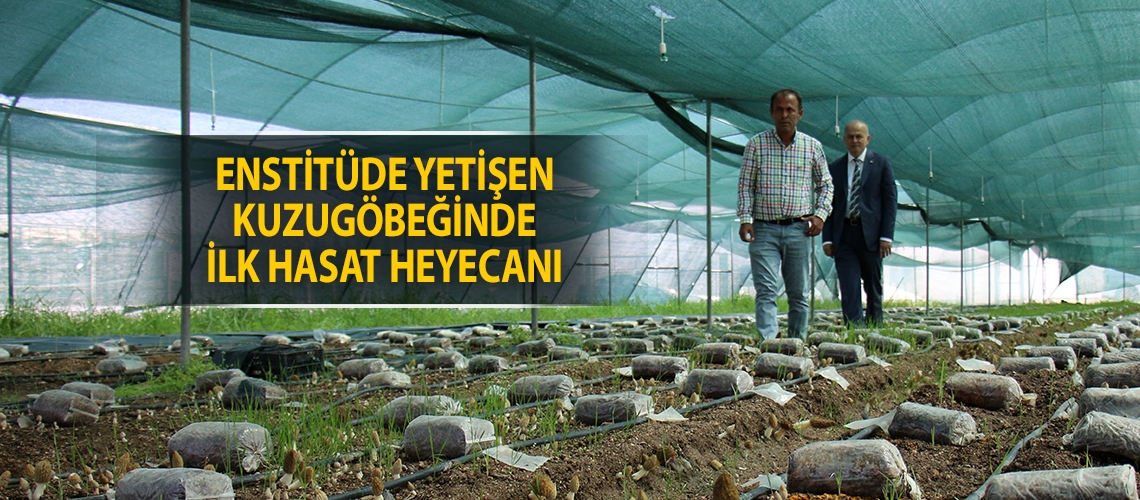 Enstitüde yetişen kuzugöbeğinde ilk hasat heyecanı