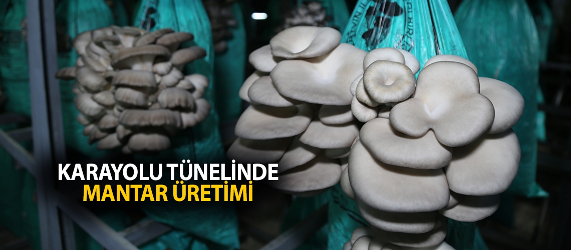 Karayolu tünelinde mantar üretimi