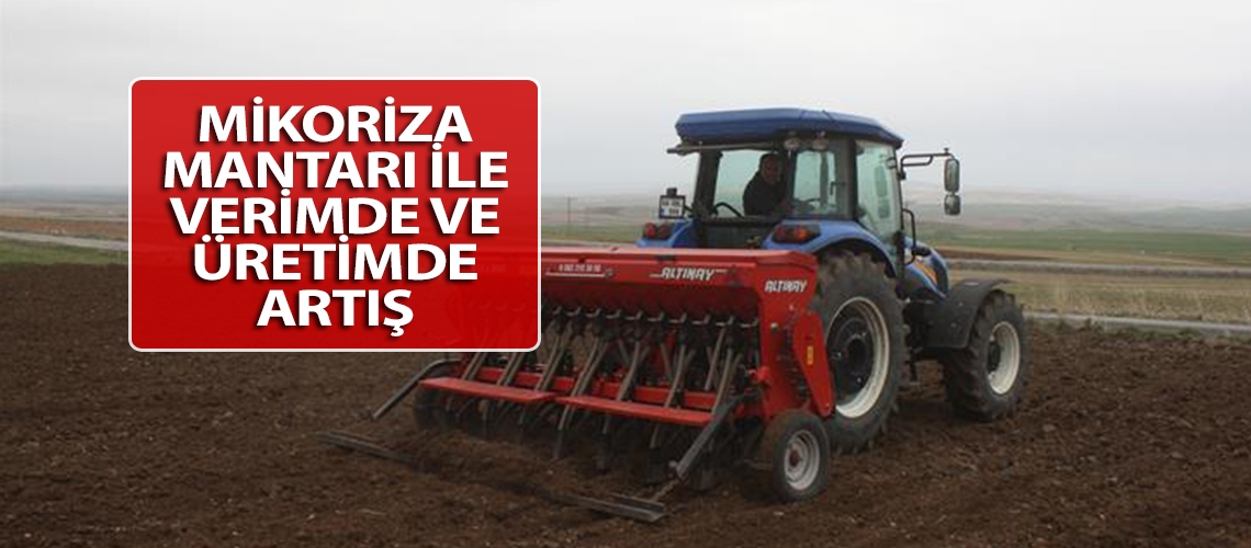Mikoriza mantarı ile verimde ve üretimde artış