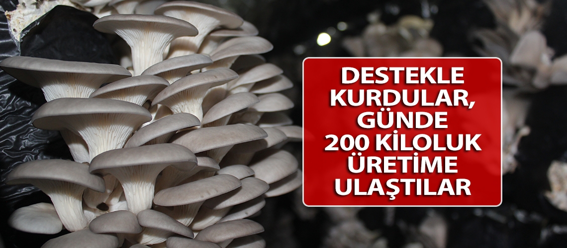 Destekle kurdular, günde 200 kiloluk üretime ulaştılar