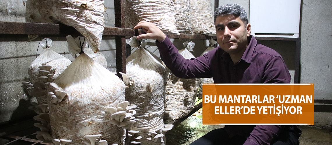 Bu mantarlar ‘Uzman Eller’de yetişiyor