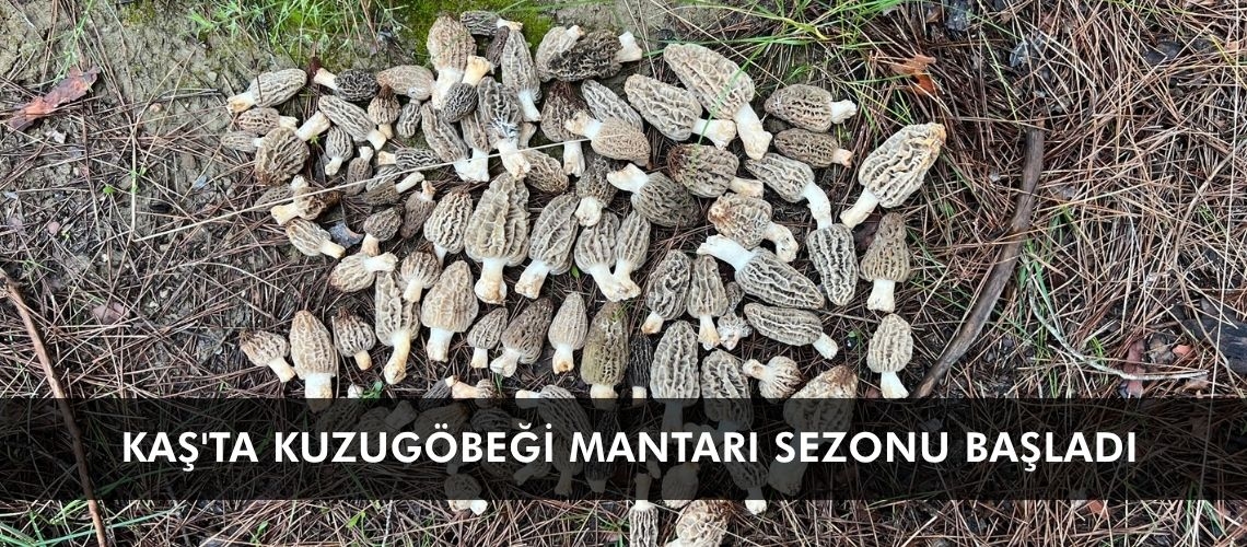 Kaş'ta kuzugöbeği mantarı sezonu başladı