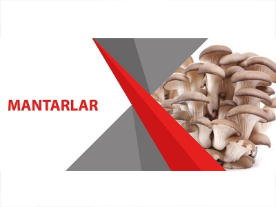 MANTARLAR