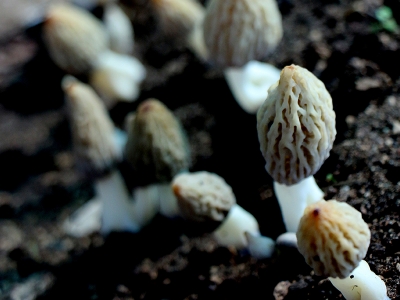 Enstitüde yetişen kuzugöbeğinde ilk hasat heyecanı