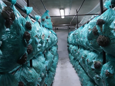 Köylü kadınların ‘girişimcilik’ başarısı