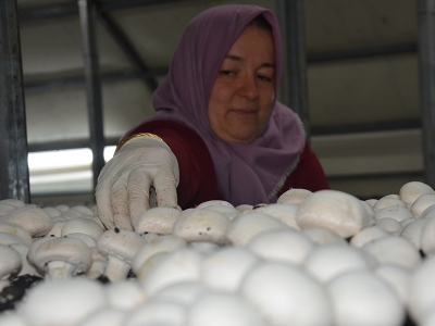 Kurduğu mantar tesisinde taleplere yetişemiyor