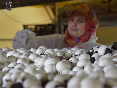 Bilecikli üretici desteği yatırıma dönüştürdü