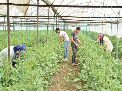 Seralarda yeniden üretim başladı
