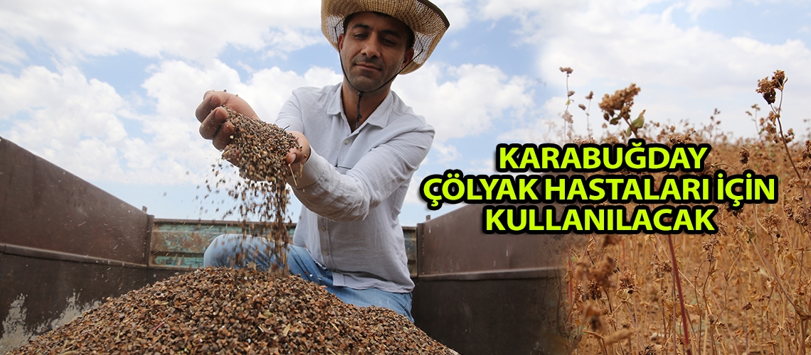 Karabuğday çölyak hastaları için kullanılacak