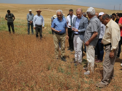 Karabuğday çölyak hastaları için kullanılacak