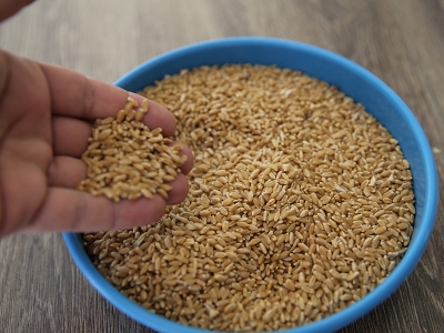 Mardin’de hedef 1,5 milyon ton buğday
