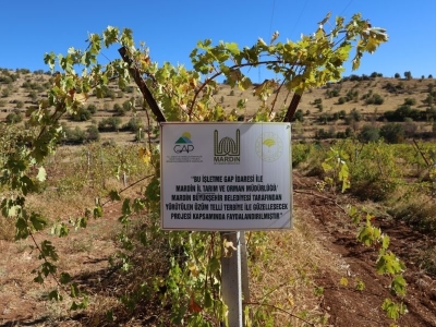 Atıl araziler modern bağlarla değerleniyor