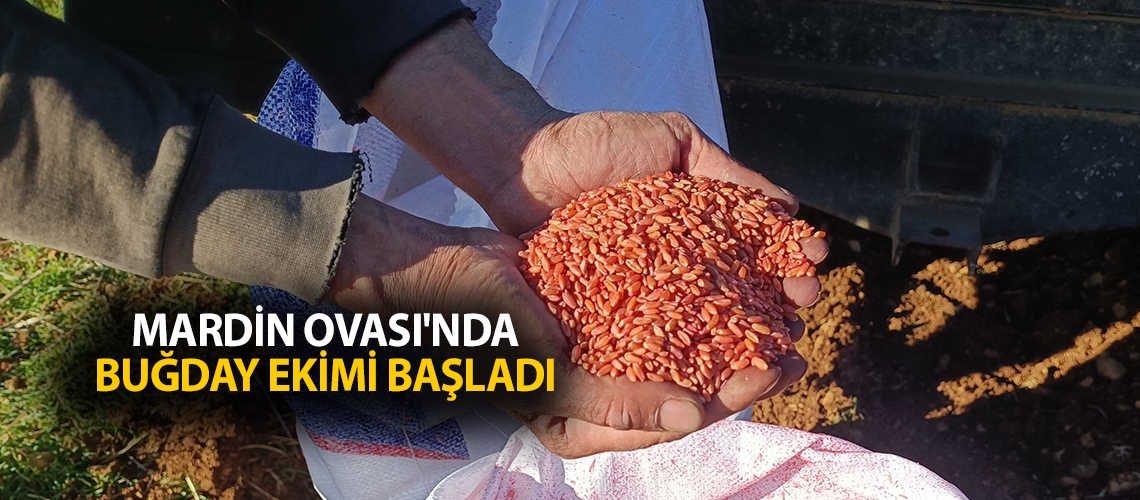 Mardin Ovası'nda buğday ekimi başladı