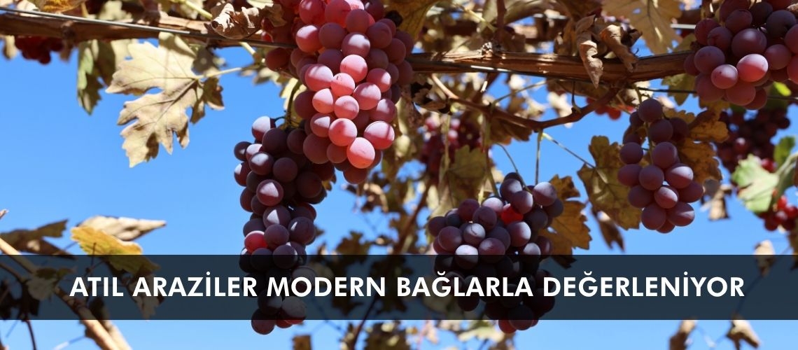 Atıl araziler modern bağlarla değerleniyor