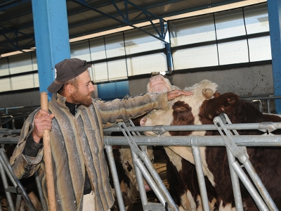 Mardin’de devlet destekledi süt üretimi arttı