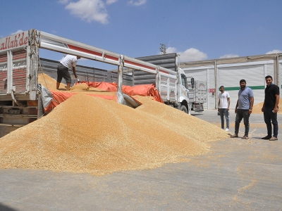 Mardin’de rekolte sevinci