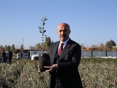 Mardin’de bıttım fidanları toprakla buluşuyor
