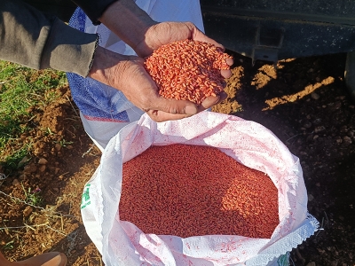 Mardin Ovası'nda buğday ekimi başladı