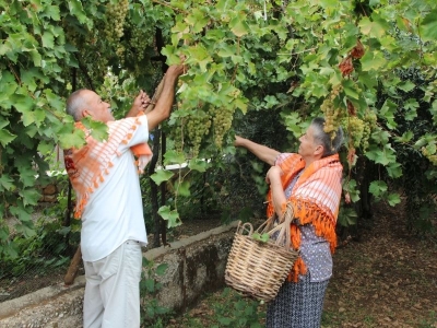 Antalya'nın margaz üzümünde hasat mesaisi sürüyor