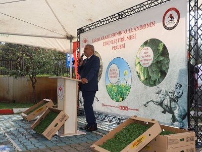 Samsun’da üreticilere marul desteği