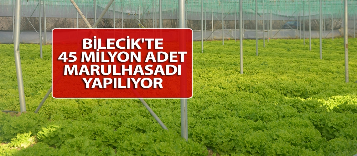 Bilecik'te 45 milyon adet marul hasadı yapılıyor