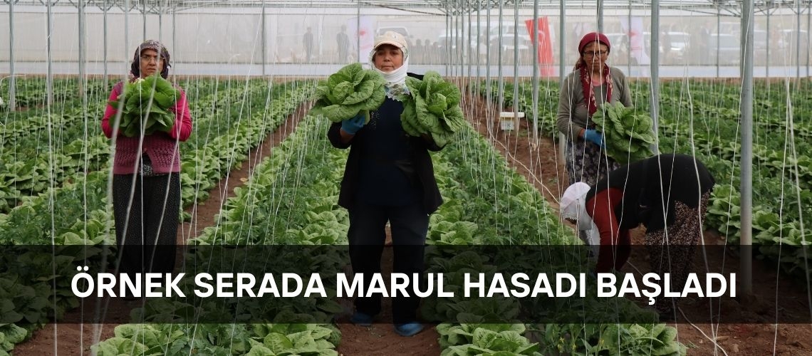 Örnek serada marul hasadı başladı