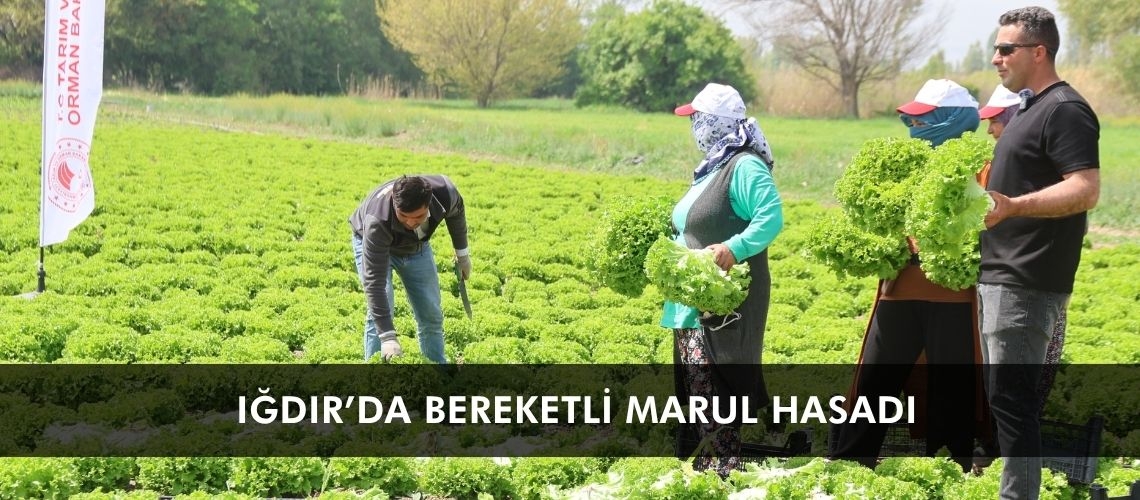 Iğdır’da bereketli marul hasadı