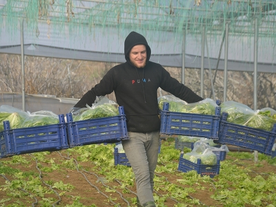 Bilecik'te 45 milyon adet marul hasadı yapılıyor