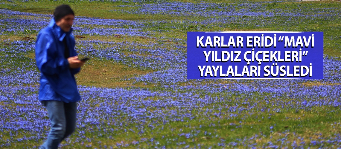 Karlar eridi “mavi yıldız çiçekleri” yaylaları süsledi