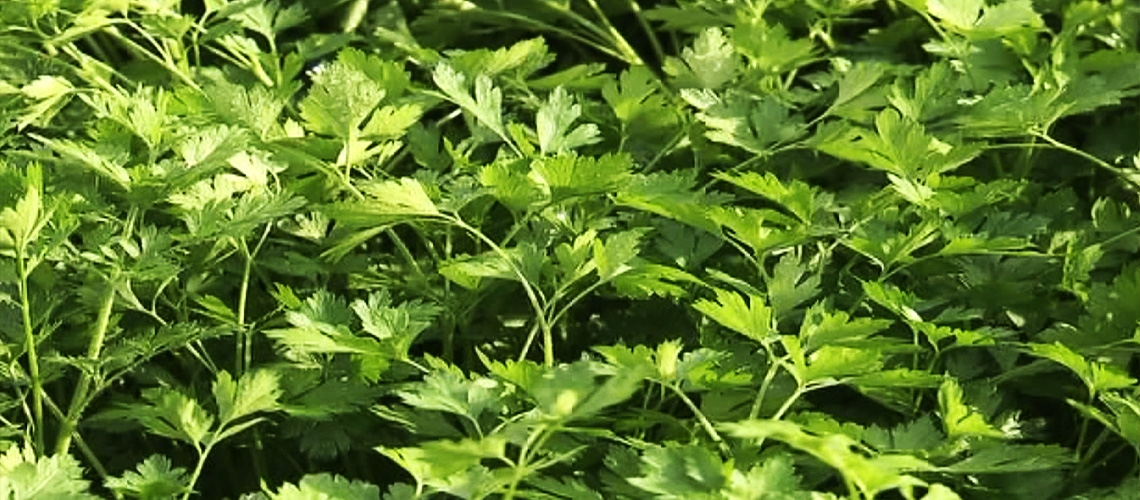 Maydanoz Yetiştiriciliği