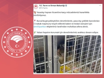 Koruma altına alınan yaban hayvanları doğayı süslüyor