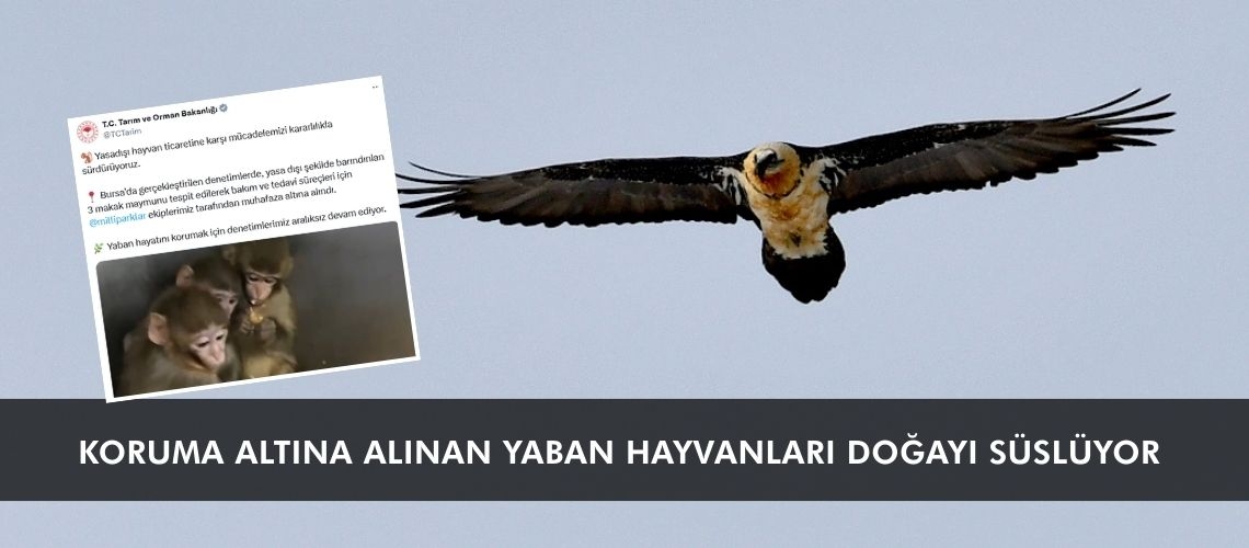 Koruma altına alınan yaban hayvanları doğayı süslüyor