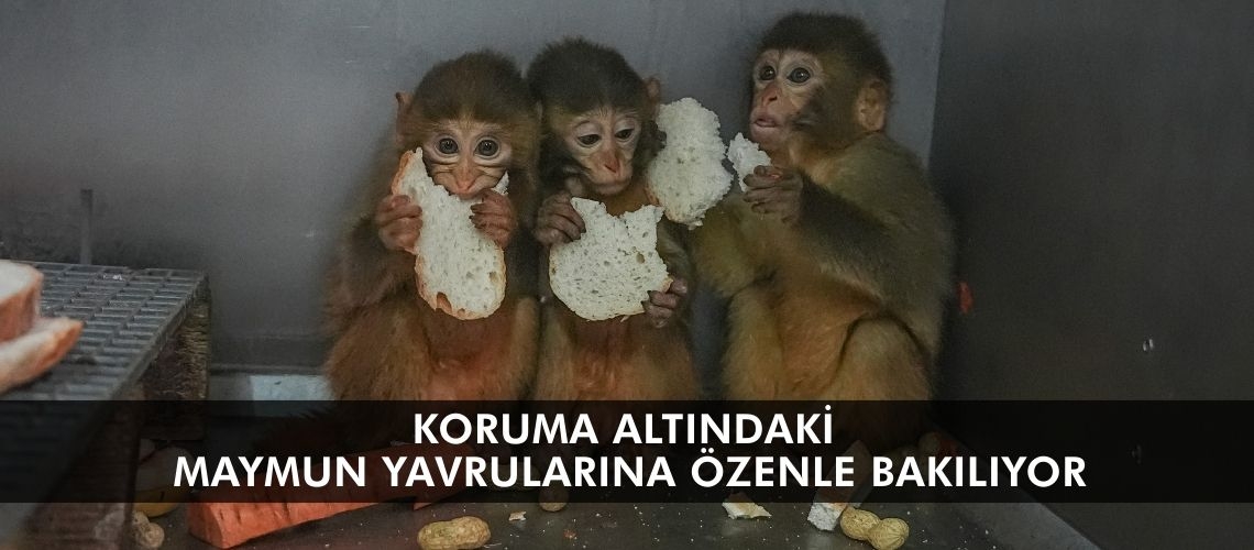 Koruma altındaki maymun yavrularına özenle bakılıyor