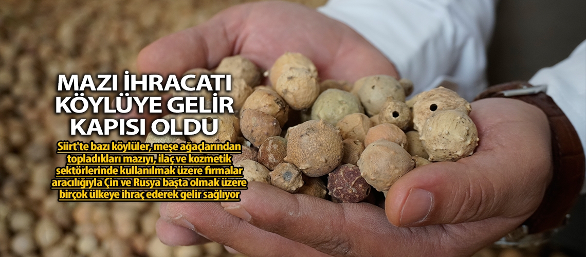 Mazı ihracatı köylüye gelir kapısı oldu